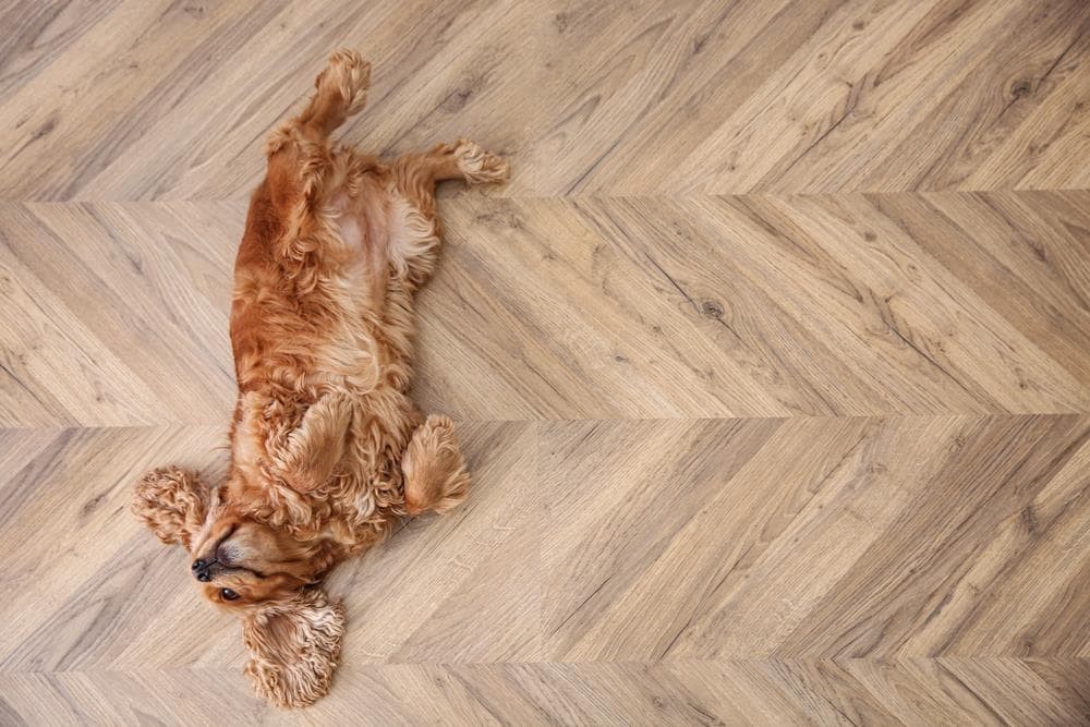¿Qué debes tener en cuenta al escoger un suelo de madera para tu hogar si tienes mascotas?