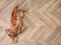 ¿Qué debes tener en cuenta al escoger un suelo de madera para tu hogar si tienes mascotas?